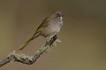 Green-tailed Towhee (Pipilo chlorurus), New Mexico