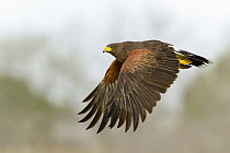 Harris' Hawk (Parabuteo unicinctus) flying, Texas
