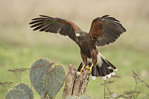 Harris' Hawk (Parabuteo unicinctus) landing, Texas
