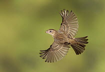 House Finch (Carpodacus mexicanus) female flying, Texas