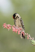 Ladder-backed Woodpecker (Picoides scalaris) male, Arizona