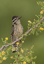 Ladder-backed Woodpecker (Picoides scalaris) female, Arizona