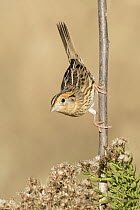 Le Conte's Sparrow (Ammodramus leconteii), Texas