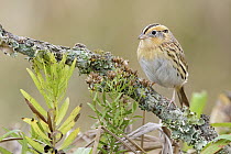 Le Conte's Sparrow (Ammodramus leconteii), Texas