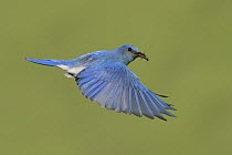 Mountain Bluebird (Sialia currucoides) male flying with insect prey, British Columbia, Canada