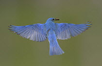 Mountain Bluebird (Sialia currucoides) male flying with insect prey, British Columbia, Canada