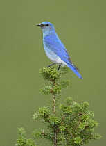 Mountain Bluebird (Sialia currucoides) male with insect prey, British Columbia, Canada