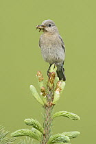 Mountain Bluebird (Sialia currucoides) female with insect prey, British Columbia, Canada
