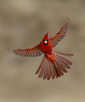 Northern Cardinal (Cardinalis cardinalis) male flying, Texas