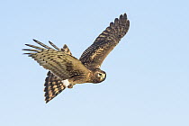 Northern Harrier (Circus cyaneus) flying, Texas