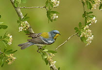 Northern Parula (Setophaga americana), Texas
