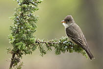 Olive-sided Flycatcher (Contopus cooperi) calling, British Columbia, Canada