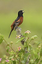 Orchard Oriole (Icterus spurius) male calling, Texas