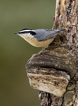 Red-breasted Nuthatch (Sitta canadensis), Alaska