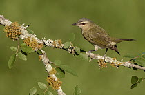 Red-eyed Vireo (Vireo olivaceus), Texas