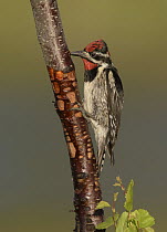 Red-naped Sapsucker (Sphyrapicus nuchalis) male foraging, British Columbia, Canada