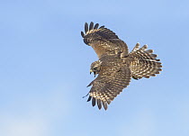 Red-shouldered Hawk (Buteo lineatus) calling in flight, Texas
