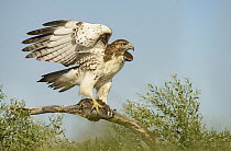 Red-tailed Hawk (Buteo jamaicensis) with male Northern Bobwhite (Colinus virginianus) prey, Texas