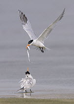 Royal Tern (Thalasseus maximus) male offering sandeel prey to female during courtship, Texas