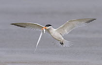Royal Tern (Thalasseus maximus) flying with sandeel prey, Texas