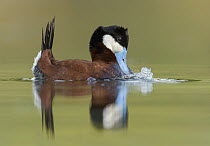 Ruddy Duck (Oxyura jamaicensis) male in courtship display, British Columbia, Canada