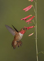 Rufous Hummingbird (Selasphorus rufus) male feeding on flower nectar, New Mexico
