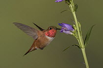 Rufous Hummingbird (Selasphorus rufus) male feeding on flower nectar, New Mexico