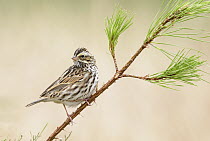 Savannah Sparrow (Passerculus sandwichensis), Texas