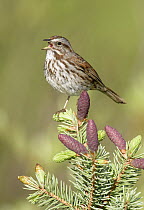 Song Sparrow (Melospiza melodia) calling, British Columbia, Canada