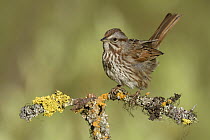 Song Sparrow (Melospiza melodia), British Columbia, Canada