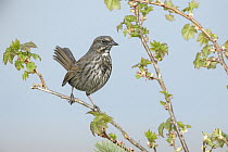 Song Sparrow (Melospiza melodia), Alaska