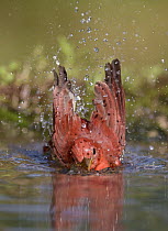 Summer Tanager (Piranga rubra) male bathing, Texas
