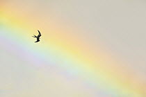 Swallow-tailed Kite (Elanoides forficatus) flying in front of rainbow, Florida