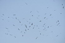 Swallow-tailed Kite (Elanoides forficatus) flock flying, Florida