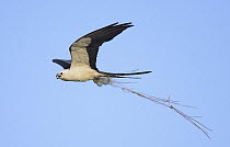 Swallow-tailed Kite (Elanoides forficatus) carrying nesting material, Florida