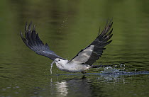 Swallow-tailed Kite (Elanoides forficatus) drinking while flying, Florida