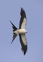 Swallow-tailed Kite (Elanoides forficatus) flying, Florida