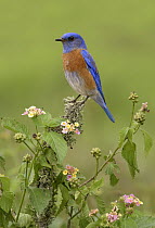 Western Bluebird (Sialia mexicana) male, California