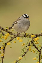 White-crowned Sparrow (Zonotrichia leucophrys), Texas