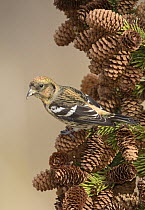 White-winged Crossbill (Loxia leucoptera) female on pine cones, Alaska