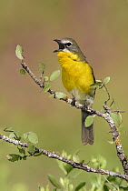 Yellow-breasted Chat (Icteria virens) calling, Texas