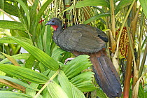 Crested Guan (Penelope purpurascens), Costa Rica