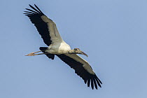Wood Stork (Mycteria americana) flying, Mexico