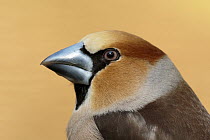 Hawfinch (Coccothraustes coccothraustes) male, Utrecht, Netherlands