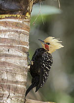 Blond-crested Woodpecker (Celeus flavescens) male, Sao Paulo, Brazil