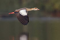 Egyptian Goose (Alopochen aegyptiacus) flying, North Rhine-Westphalia, Germany