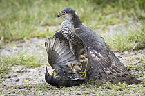 Eurasian Sparrowhawk (Accipiter nisus) sub-adult male hunting Common Starling (Sturnus vulgaris), Germany. Sequence 3 of 3