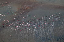 Greater Flamingo (Phoenicopterus ruber) flock taking flight, Andalusia, Spain