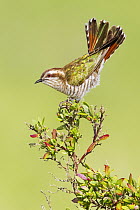 Horsfield's Bronze-Cuckoo (Chrysococcyx basalis) balancing, Victoria, Australia