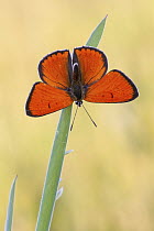 Large Copper (Lycaena dispar) butterfly, Overijssel, Netherlands